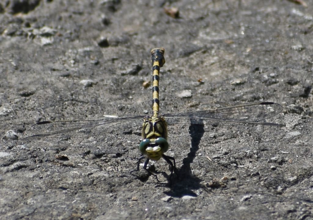 Libellula da identificare